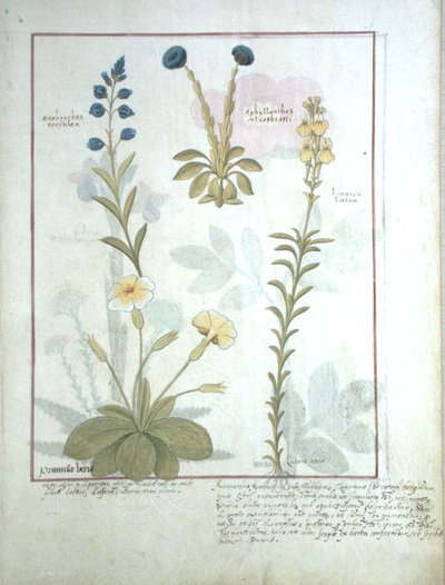 Ms Fr. Fv VI #1 fol.117 Fila Superior: Onobrychis o Esparceta, y Aphyllanthes. Fila Inferior: Linaria Lutea, y Primula Veris o Primavera, Ilustración del Libro de Medicinas Simples por Mattheaus Platearius (d.c.1161) c.1470 de Robinet Testard